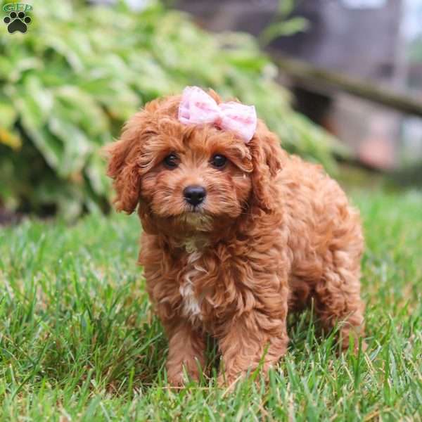 Addy, Cavapoo Puppy